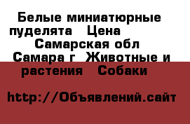 Белые миниатюрные  пуделята › Цена ­ 15 000 - Самарская обл., Самара г. Животные и растения » Собаки   